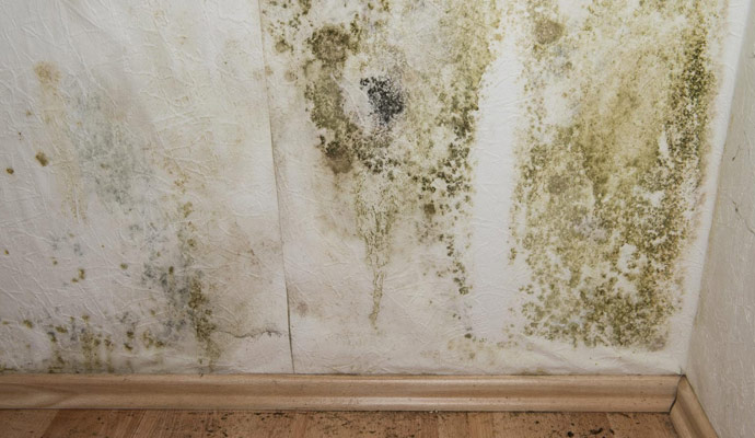 Mold and Mildew