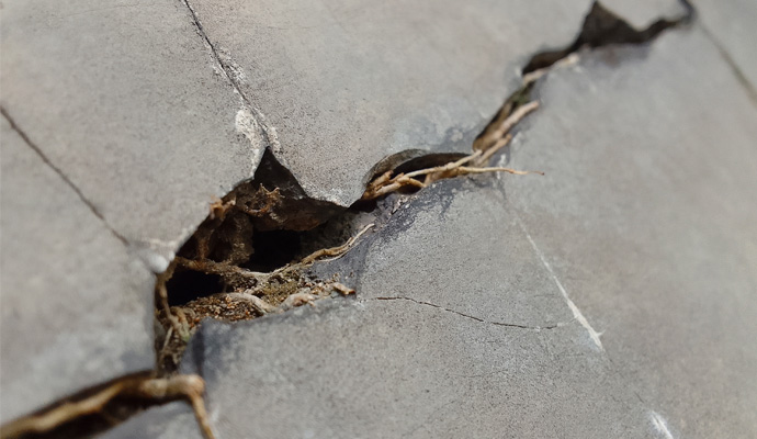 Damaged foundation wall by tree roots