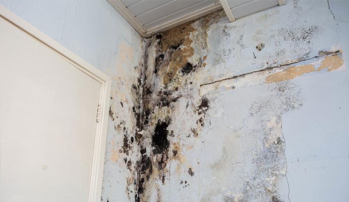 Mold Growth