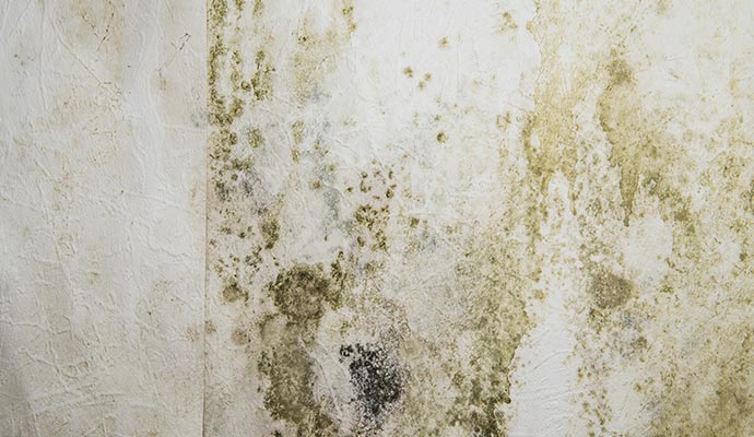 Mold Remediation Service Basement Repair