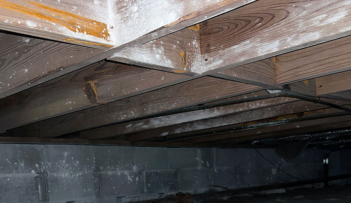 moldy crawl space