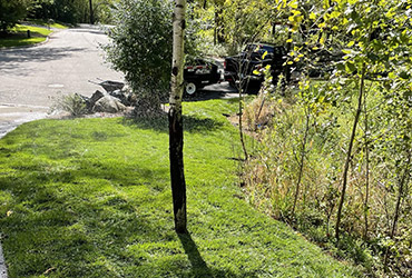 Yard Cleanup